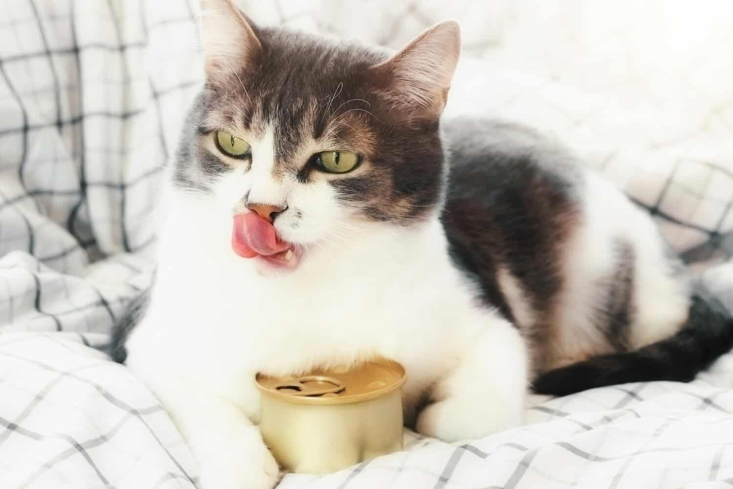 รีวิว 7 อันดับอาหารแมวแบบเปียกที่ดีที่สุด