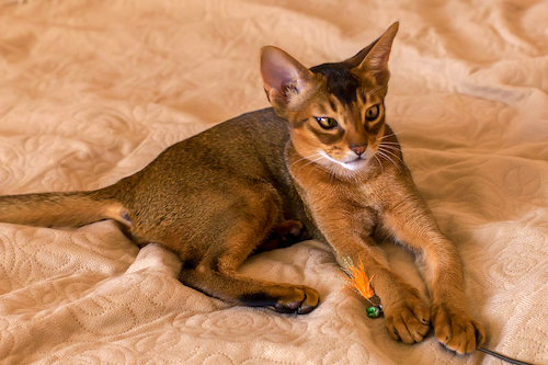 Abyssinian for family