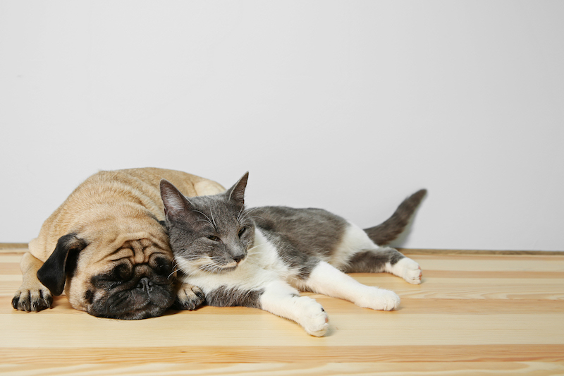 pug with cat