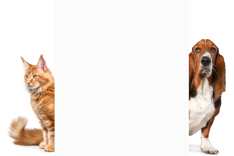 Basset hound with cat