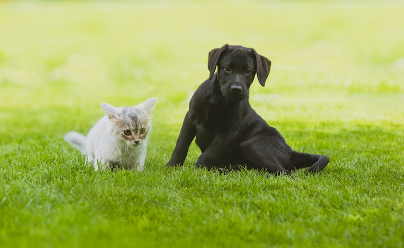 Labrador retriever with cat