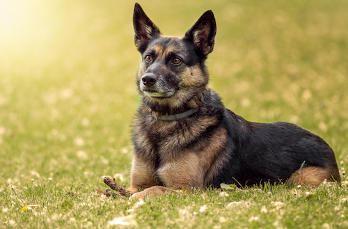 German shepherd guard dog