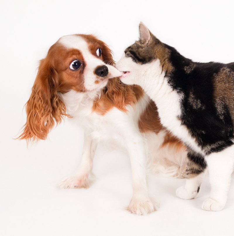 Cavalier king charles spaniel with cat