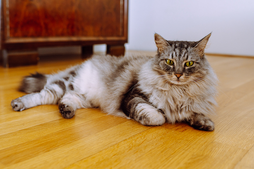 Maine coon for beginners