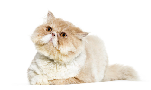 Persian cat for condo