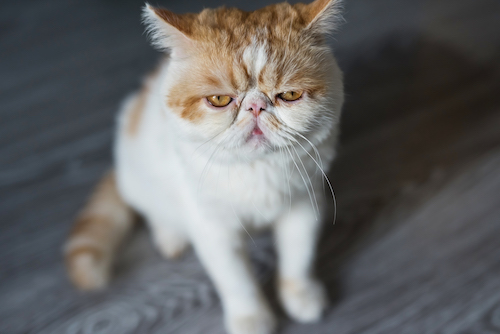 Exotic shorthair for condo