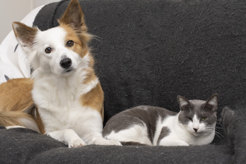 Border collie with cat