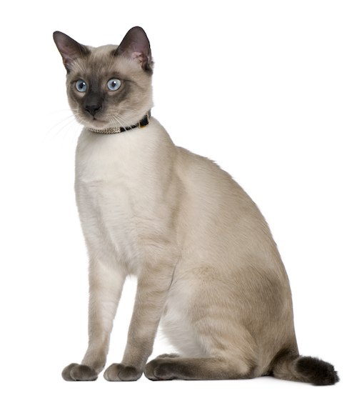Siamese cat for family