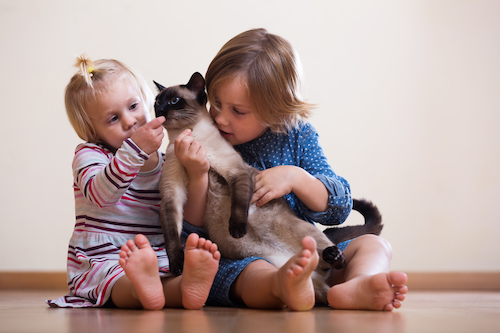 Siamese with kids