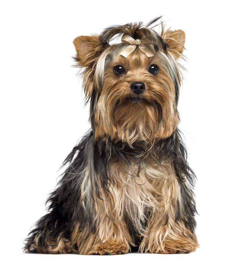 yorkshire terrier don't shed