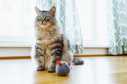 Main coon catch mice