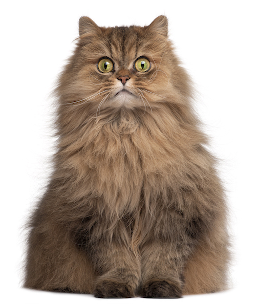 Persian cat for dog
