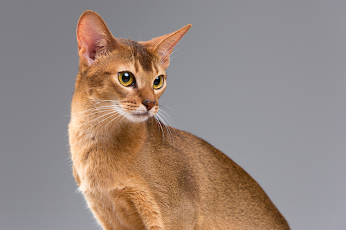 Abyssinian for dog