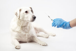 รวม 6 วัคซีนที่ลูกสุนัขของคุณควรฉีด