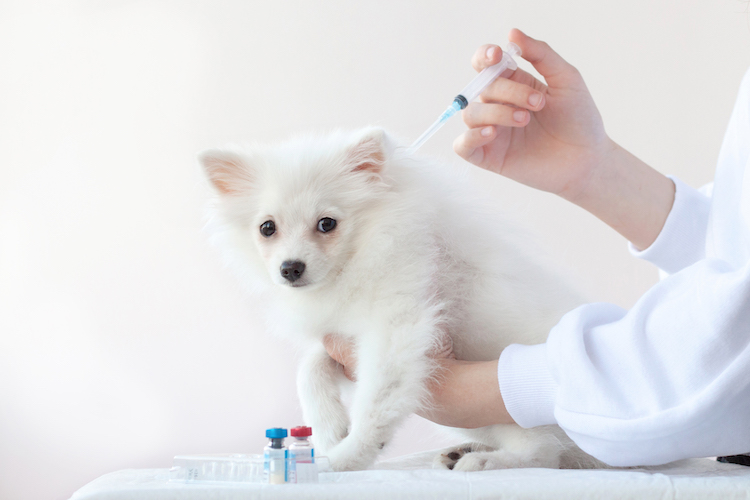 วัคซีนที่ลูกสุนัขต้องฉีดมีอะไรบ้าง?