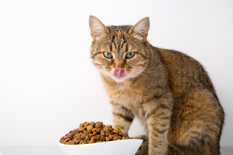 รีวิวอาหารแมวสูตรไร้ธัญพืชที่ดีที่สุด