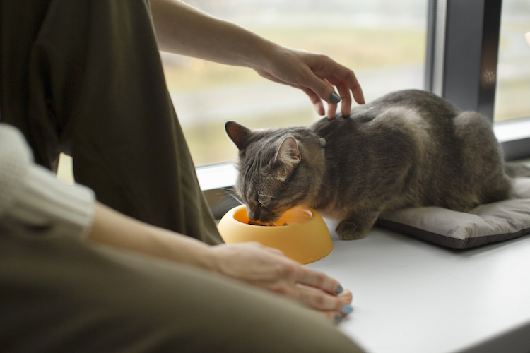 ความสำคัญของของอาหารแมวป่วยโรคไต