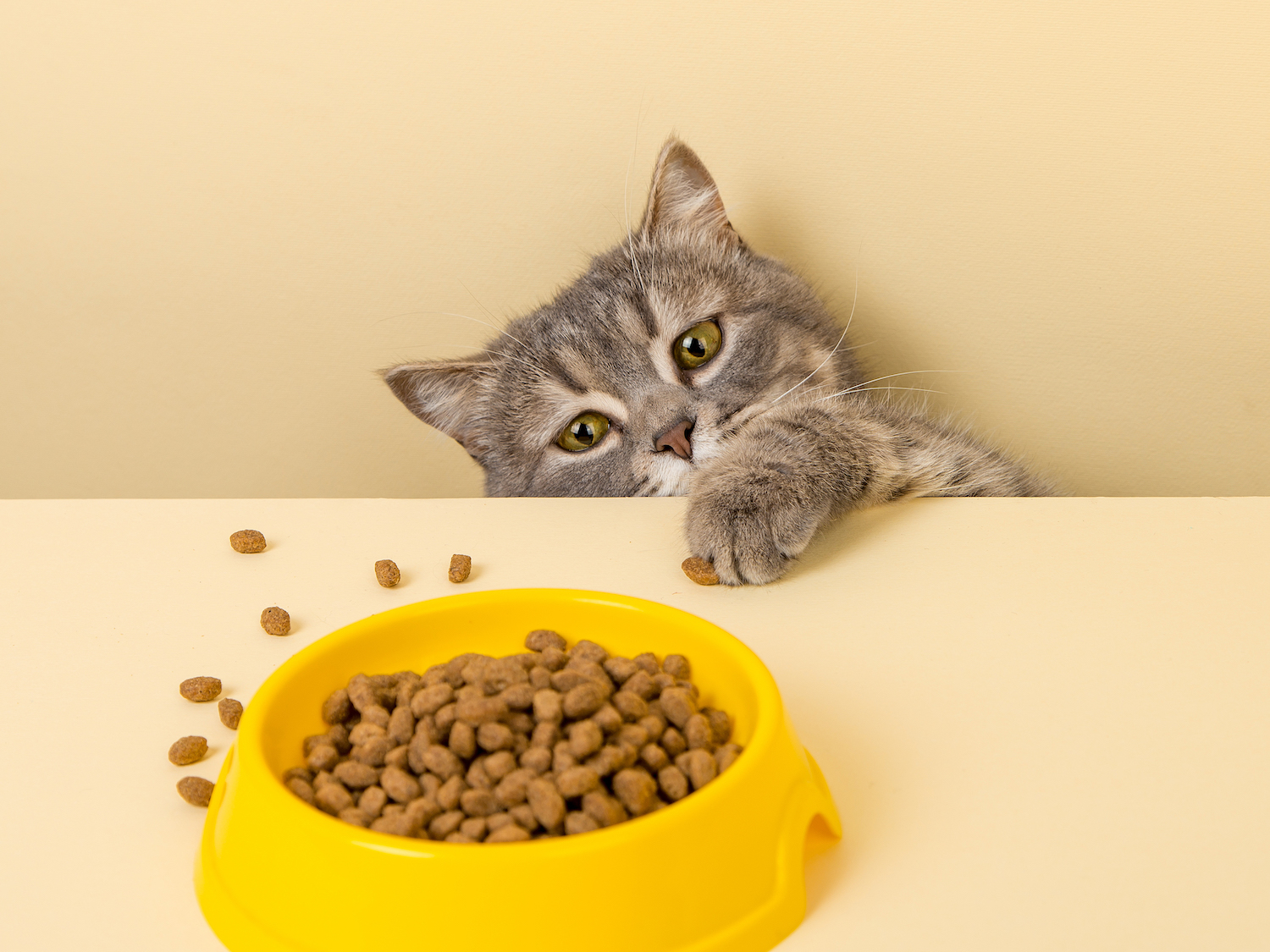 รีวิว 7 อาหารสำหรับแมวป่วยโรคไตที่ดีที่สุด
