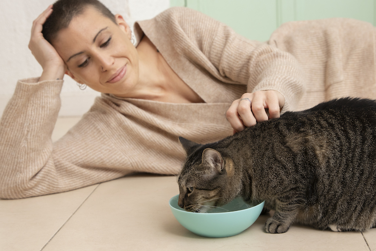 วิธีการให้อาหารแมวอย่างถูกวิธีเพื่อลดโอกาสการเกิดก้อนขน