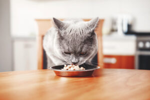 รีวิว 5 อันดับอาหารแมวสูตรลดก้อนขนที่ดีที่สุด