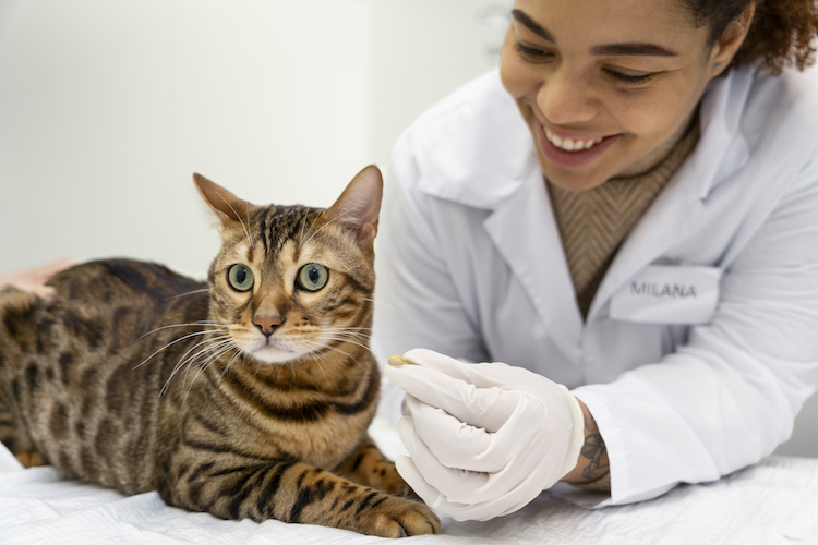 วิธีป้องกันการเกิดก้อนขนในแมว จากคำแนะนำของสัตวแพทย์