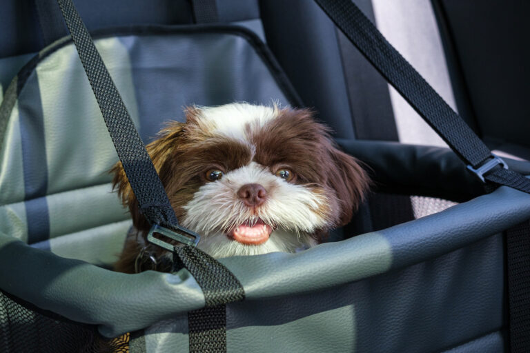 รีวิว 5 อันดับเบาะนั่งสุนัขในรถยนต์ที่ดีที่สุด