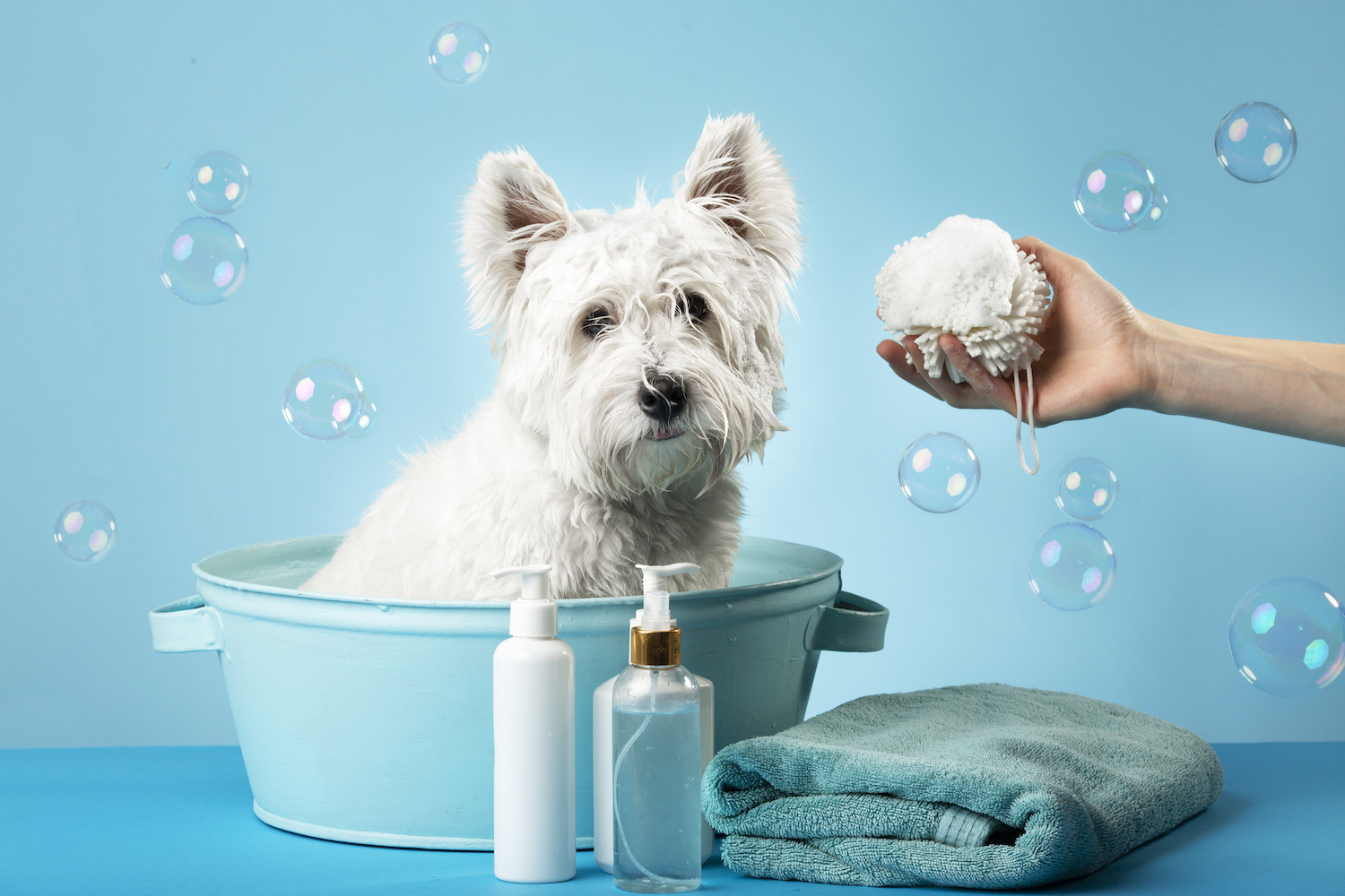 Cute West Highland White Terrier after a bath. Dog in a basin wrapped in a towel. Pet care concept. Place for text