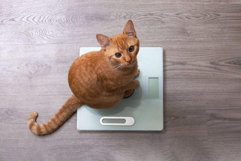 รีวิว 5 อาหารแมวสูตรเพิ่มน้ำหนักที่ดีที่สุด