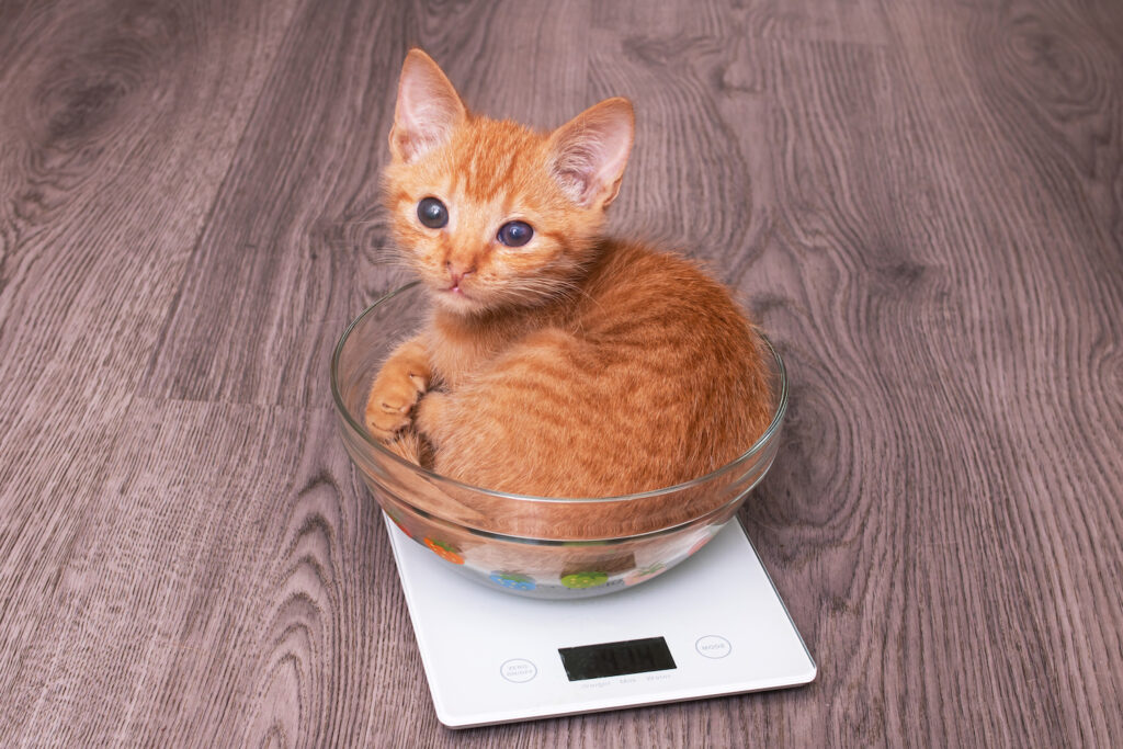 ทำไมถึงต้องเพิ่มน้ำหนักให้แมว?